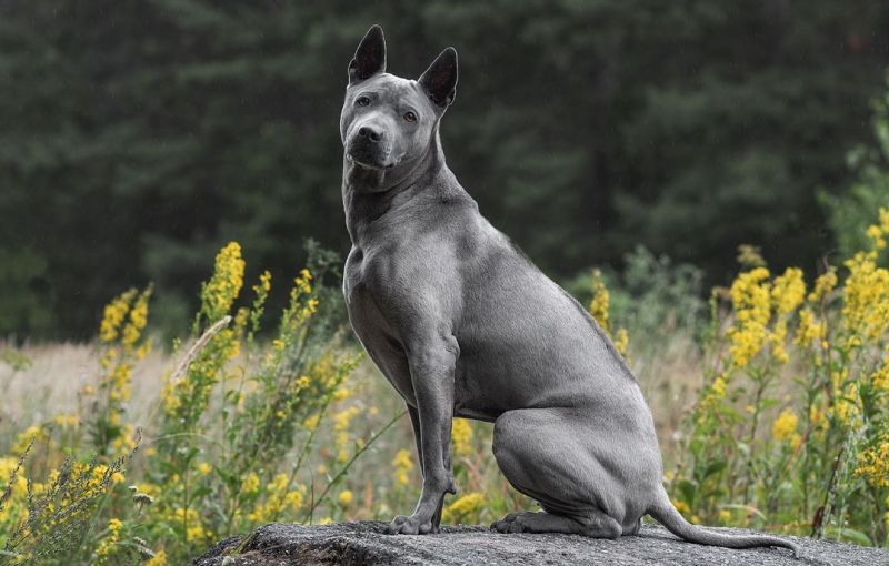 Песик на камушке