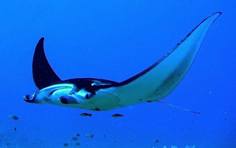 Manta birostris