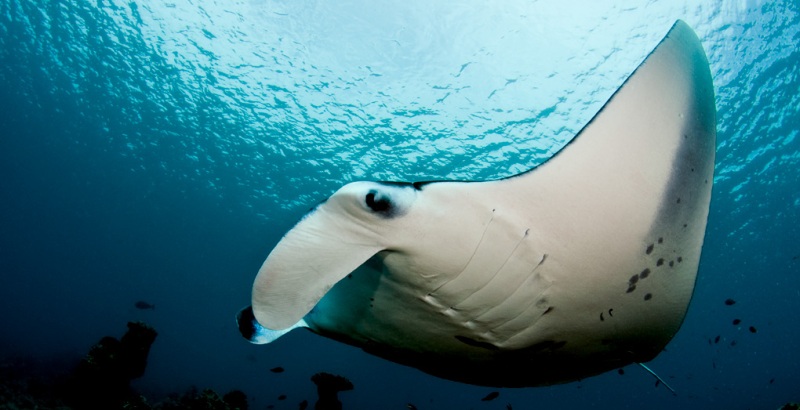 Manta alfredi