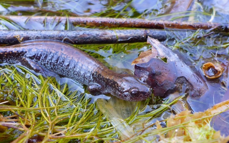 В воде 