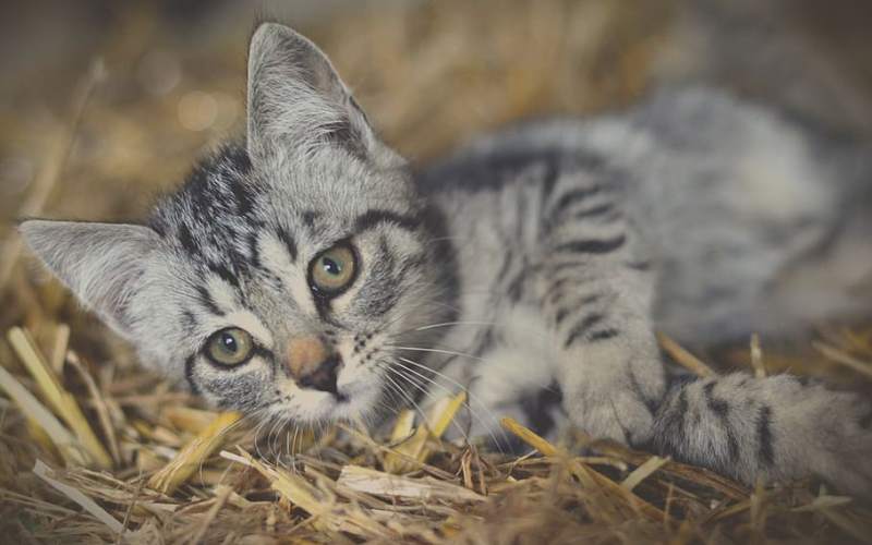 Маленький котенок 