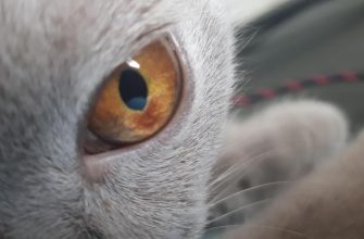 Пятна на глазах у кошки, кота