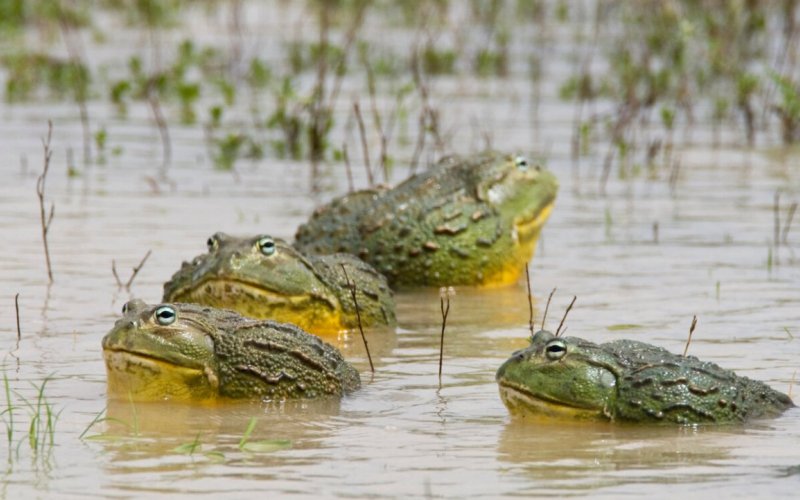 Роющие лягушки в воде 