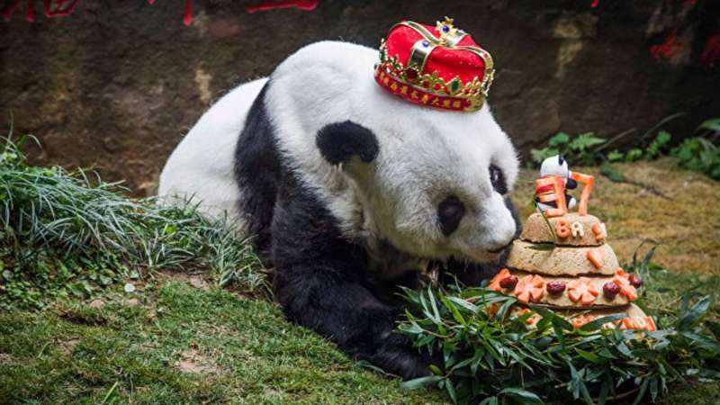 Панда в Китае 