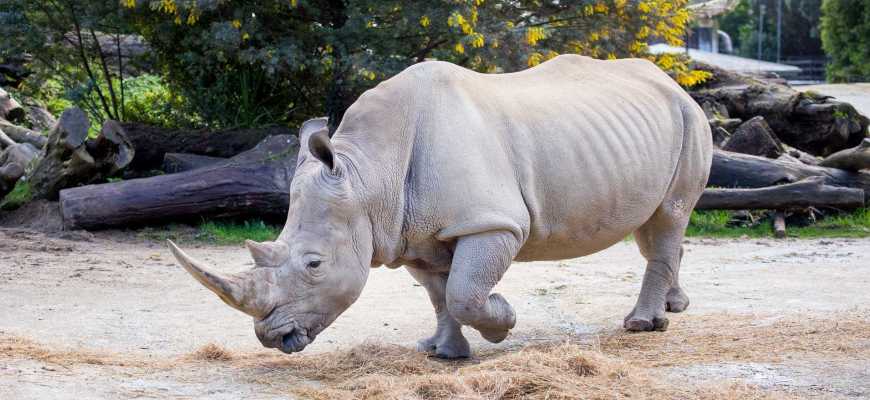 Белый носорог