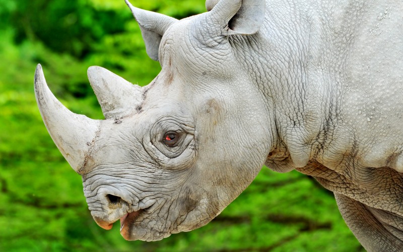 Голова носорога 