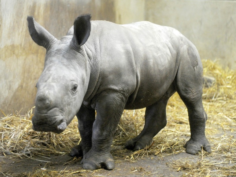 Детеныш белого носорога 