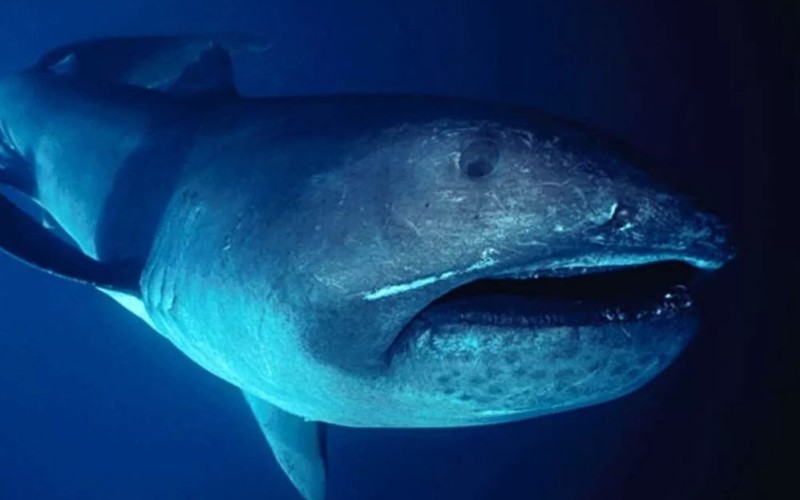 Хищная большеротая акула