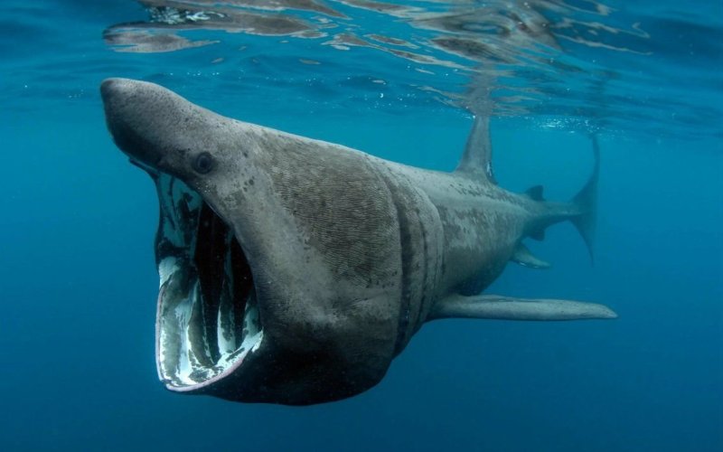 Акула открыла огромный рот 