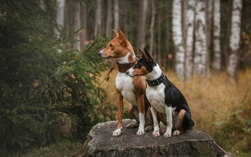 Собаки гуляют в лесу 