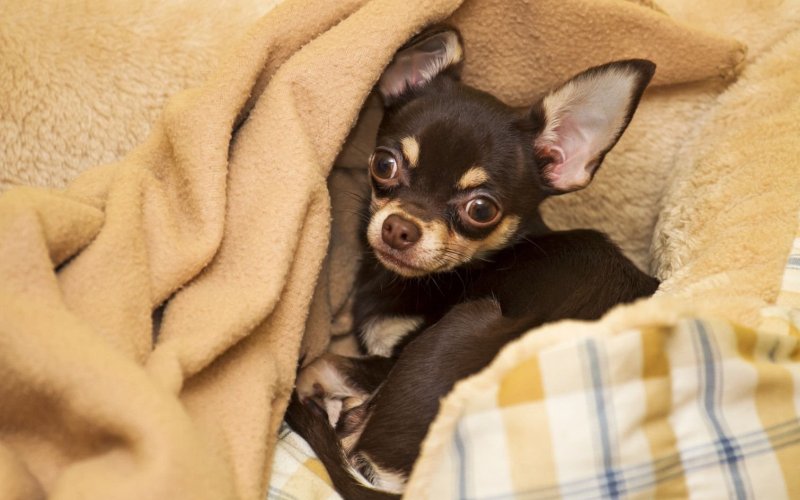 Пес под одеялом 