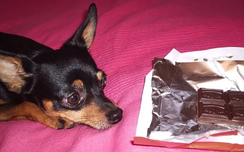 Пес с шоколадкой 
