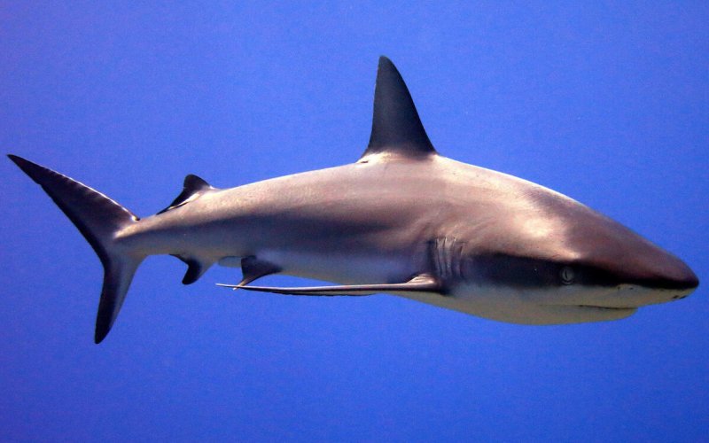 Черноносая серая акула в воде 