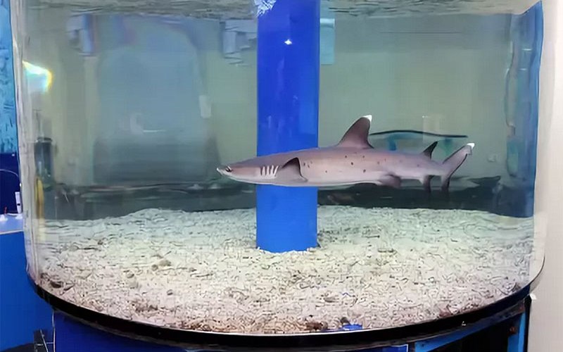 Маленькая акула в аквариуме 