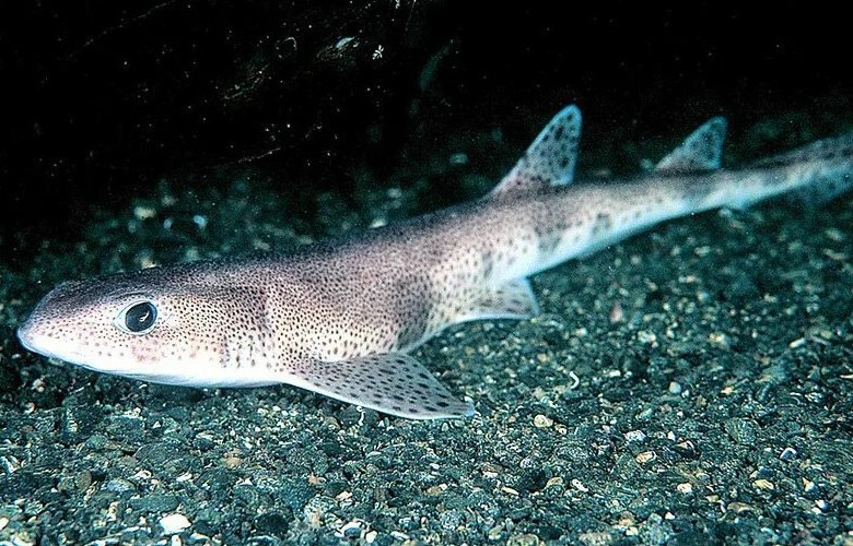 Обыкновенная кошачья акула