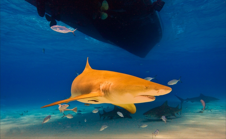Желтая акула 
