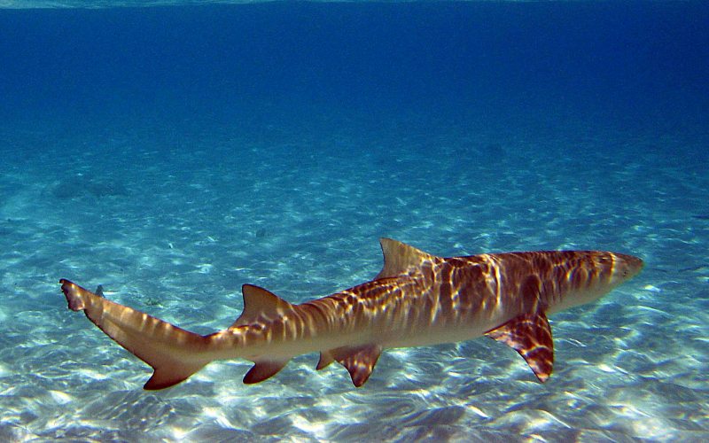 Лимонная акула в естественной среде обитания 