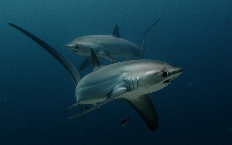 Две лисьи акулы 