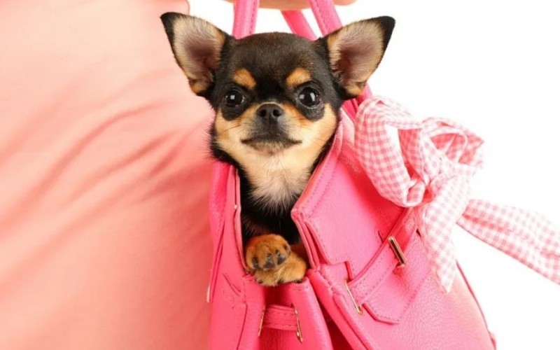 Собака в сумке 
