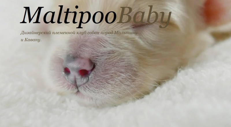 MaltipooBaby
