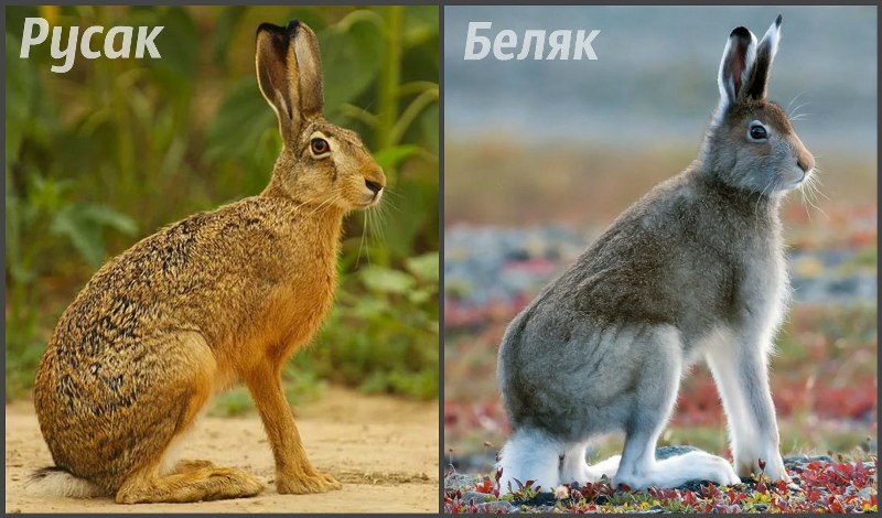 Заяц-беляк и заяц-русак 