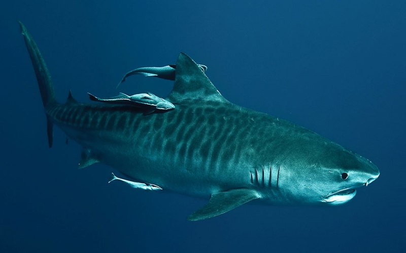 Опасная акула 