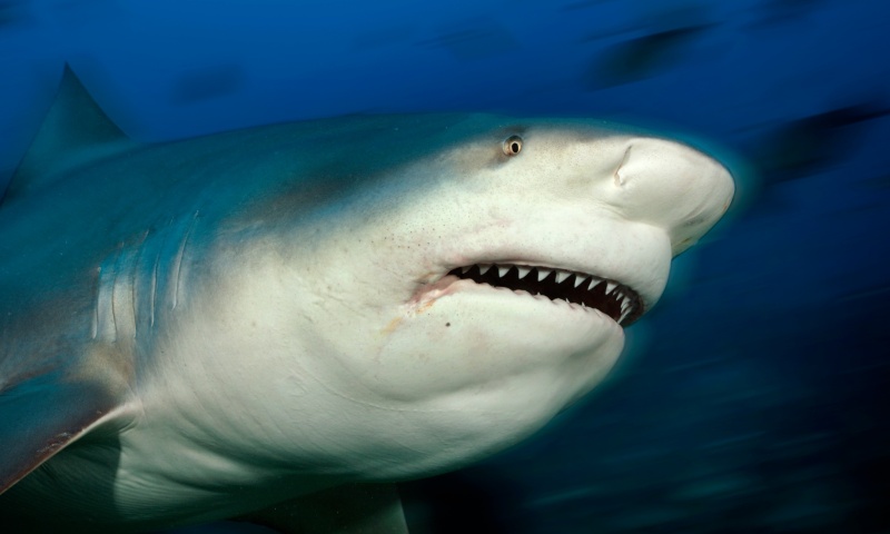 Голова акулы 