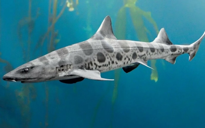 Необычная акула 