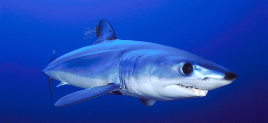 Классическая серо-голубая акула