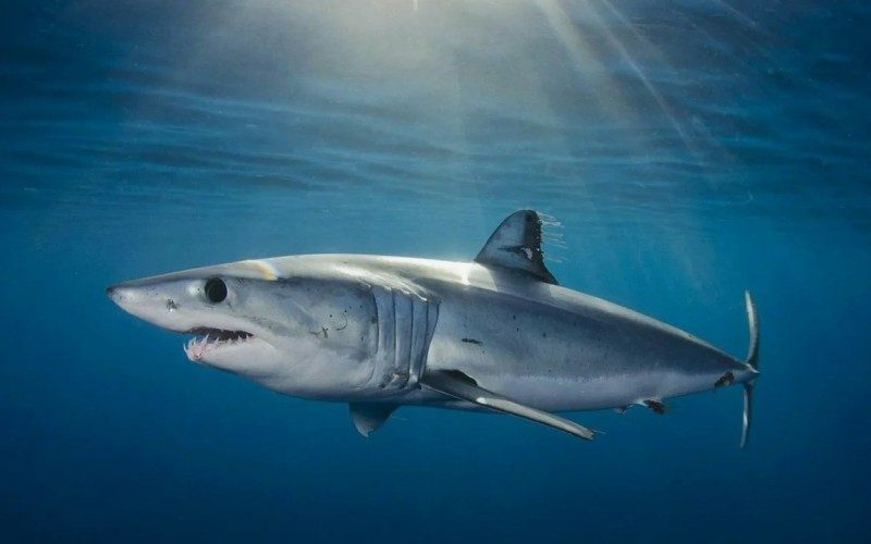 Внешний вид классической серо-голубой акулы