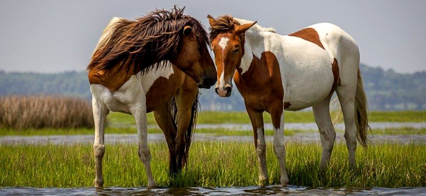 День защиты лошадей