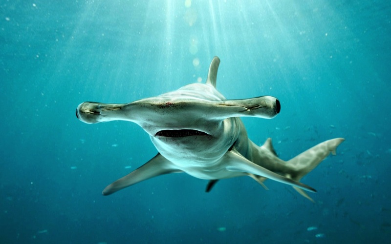 Голова акулы 