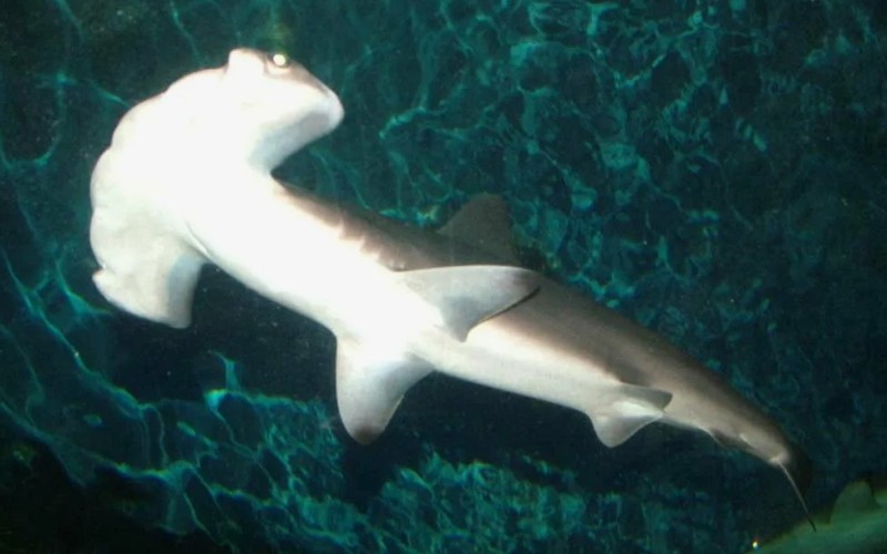 Детеныш акулы-молот 