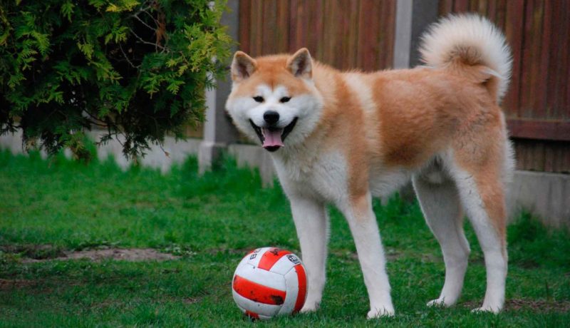 Собака с мячом 