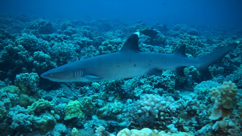 Белоперая рифовая акула