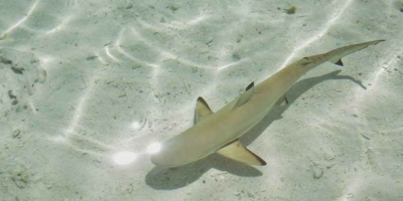Детеныш рифовой акулы 