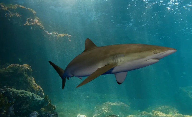Флоридская акула 