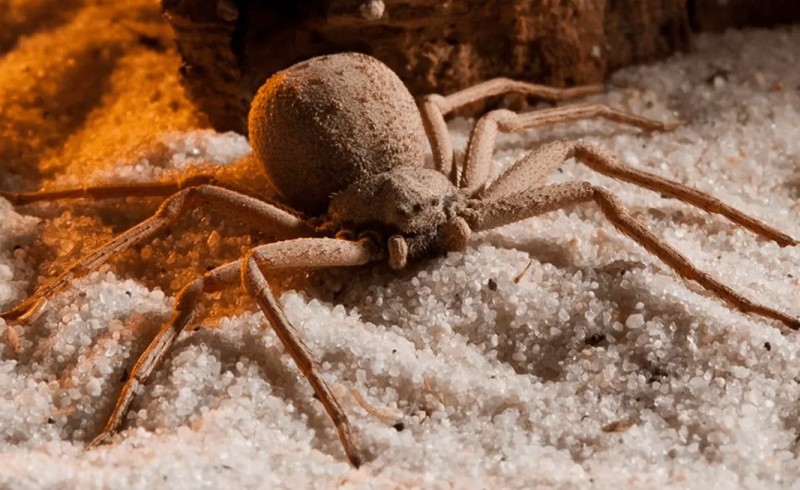 Песочный паук 