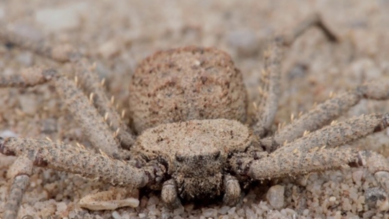 Страшный песочный паук 