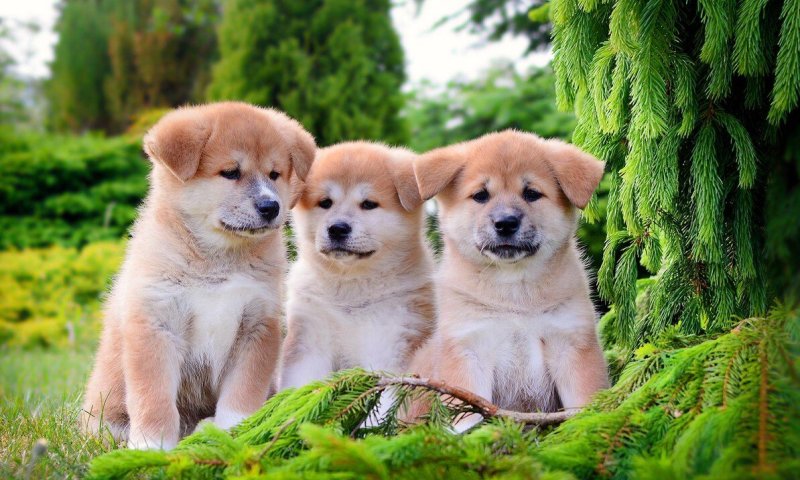 Красивые щенки 