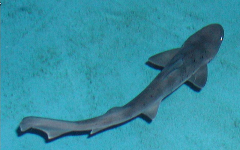 Спина акулы 