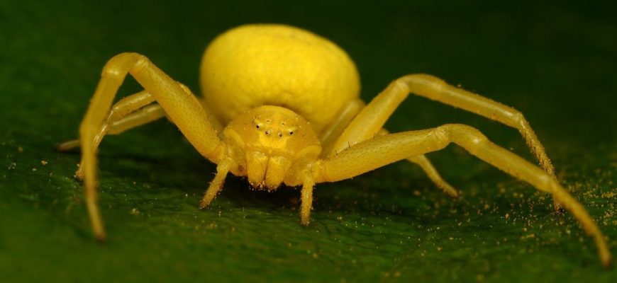 Желтый паук