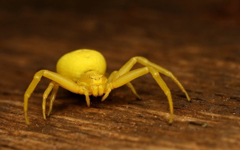 Красивый желтый паук 