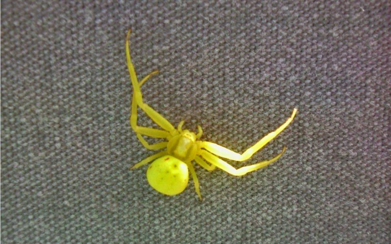 Маленький цветочный паук 