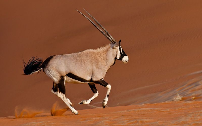 Пустынная антилопа 