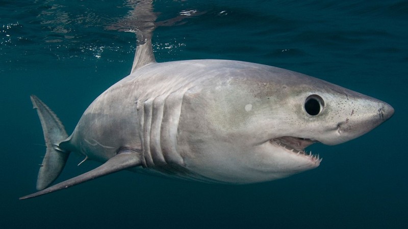 Рыба атлантическая сельдевая акула 