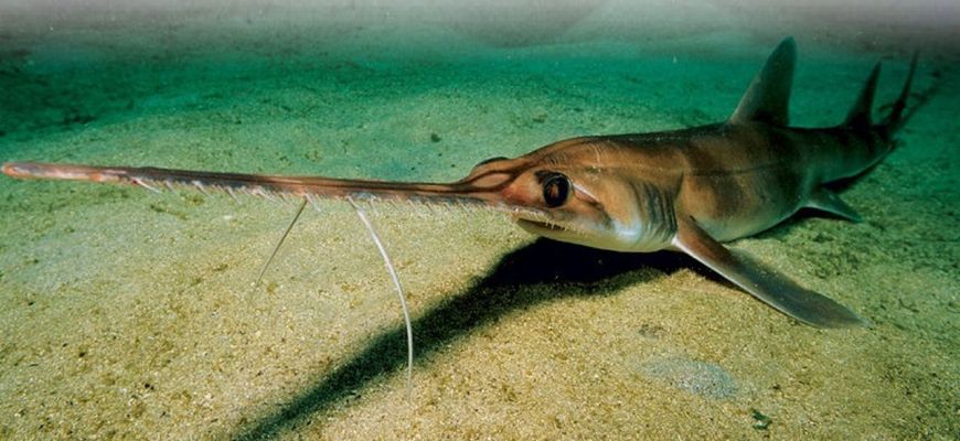 Багамская пилоносая акула