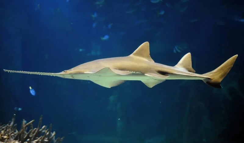 Акула багамская пилоносая акула