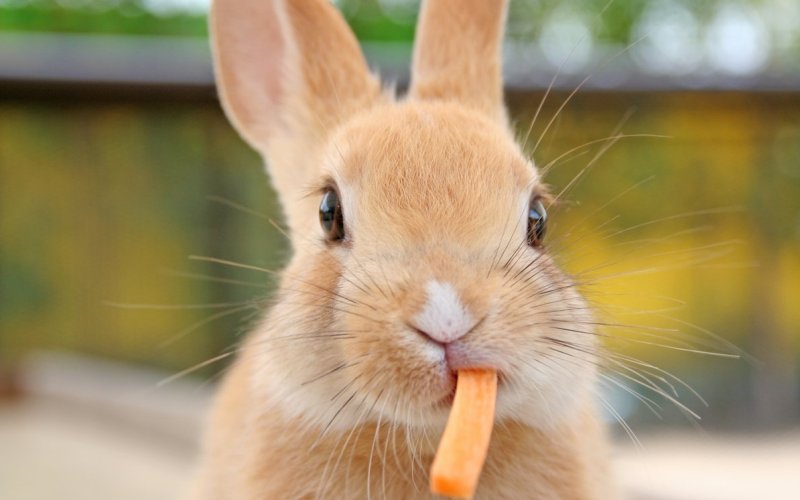 Жует морковку 