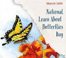 Национальный день изучения бабочек